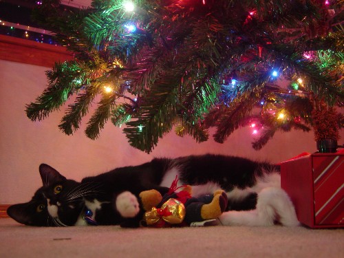 Cosmo napping under Christmas tree