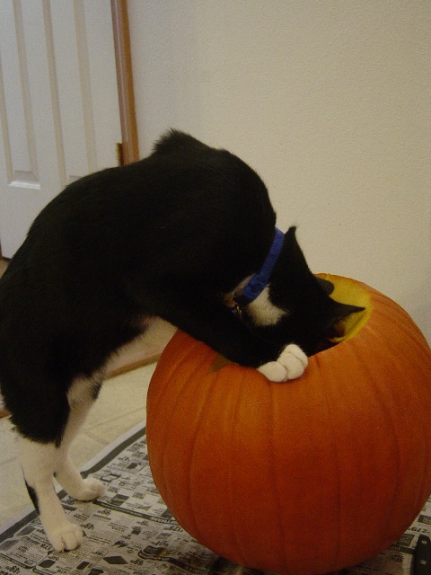 Cosmo with pumpkin