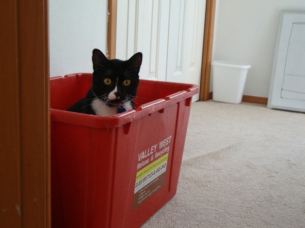 Cosmo in recycling bin