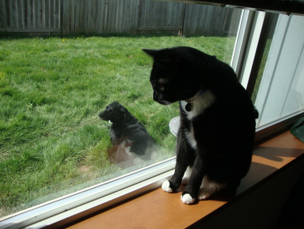 Cosmo and Mikey in the sun