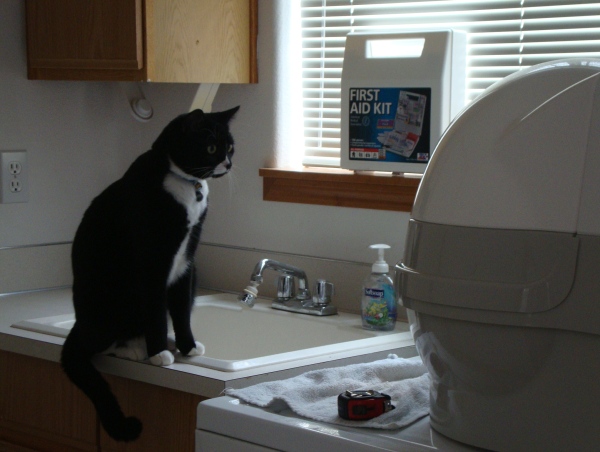 Cosmo watching CatGenie