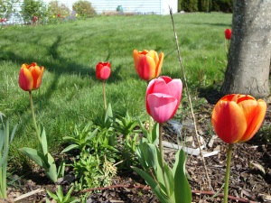 Tulips