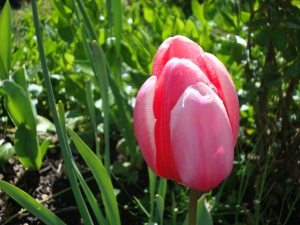 Pink tulip