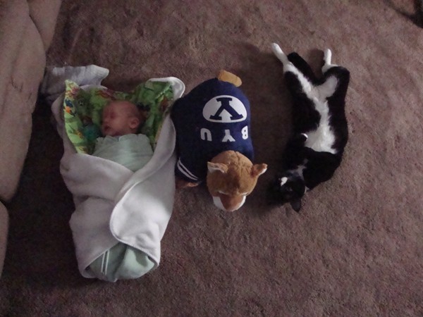 Cody, Cosmo and pillow size comparison