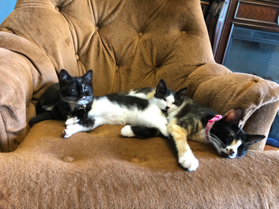 All three cats on a chair
