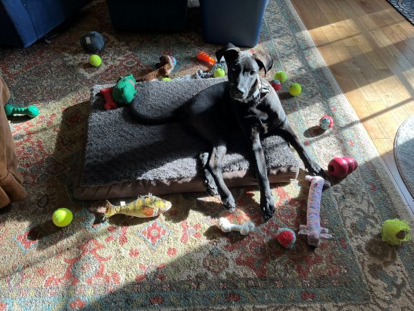 Jax with about two dozen toys