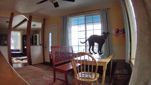 Jax standing on the tin foil on the table