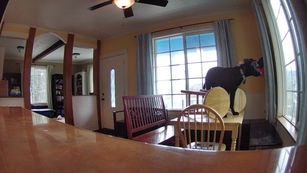Jax straddling the bar stools on the table